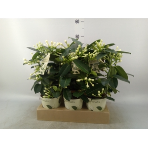 Stephanotis floribunda   ...