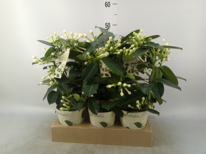 <h4>Stephanotis floribunda   ...</h4>