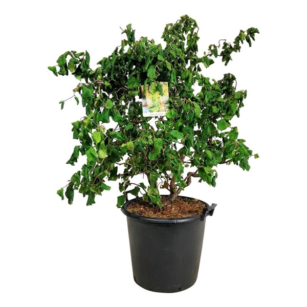 <h4>Corylus a. 'Contorta'</h4>