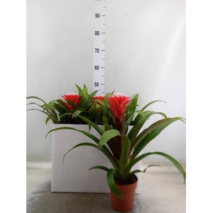 Guzmania  'Hope'