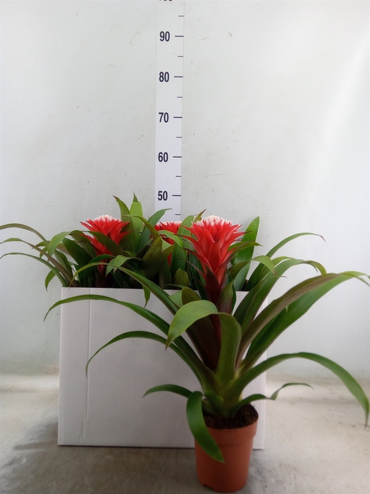 <h4>Guzmania  'Hope'</h4>