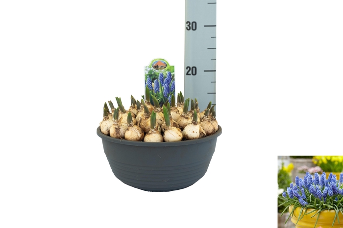 <h4>Muscari Big Smile</h4>