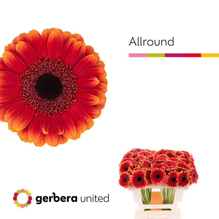 Germini Allround Water x60