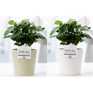 Coffea Arabica in P&PURE Juliette ceramics ass. 2