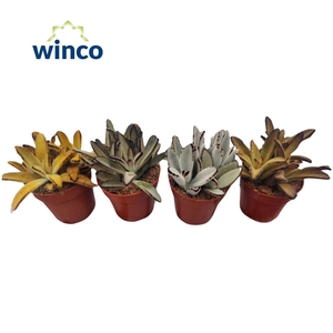 Kalanchoe Tomentosa Mix