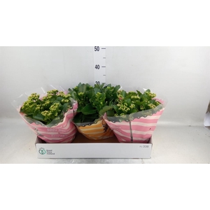 Kalanchoe blos.   ..rosebud mix  4