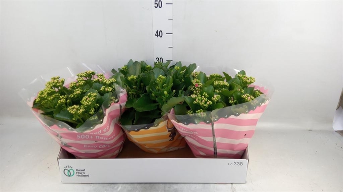 <h4>Kalanchoe blos.   ..rosebud mix  4</h4>