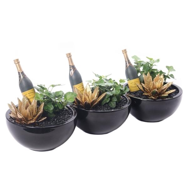 <h4>Opgemaakte silvester schaal met hedera, geverfde echeveria</h4>