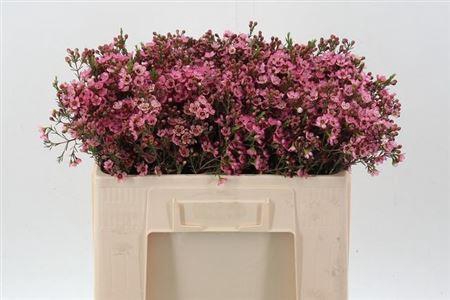 <h4>Chame Sarahs Delight 50cm</h4>