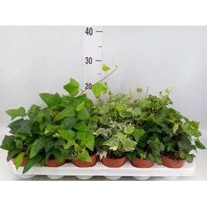 Hedera ...mix