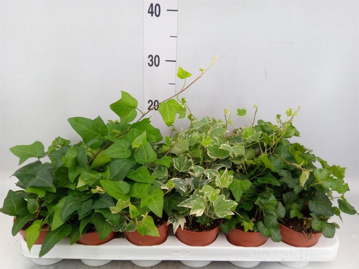 <h4>Hedera ...mix</h4>