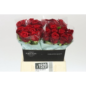 Rosa Gr Red Naomi A2 Porta