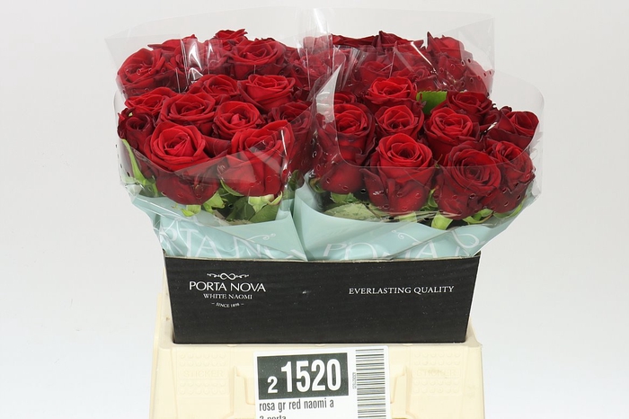 <h4>Rosa Gr Red Naomi A2 Porta</h4>