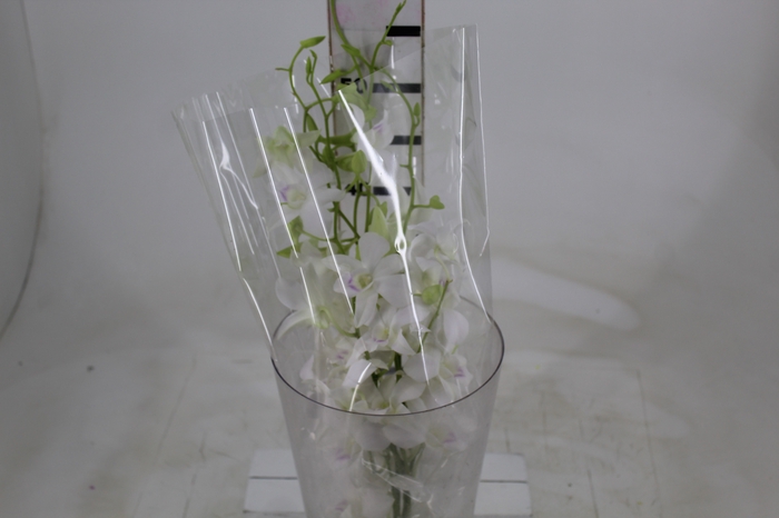 <h4>DENPHALAEN MACO MINIMO 30 FLORES</h4>