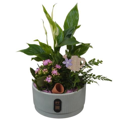 <h4>PTIB5130 Arrangementen kamerplanten</h4>