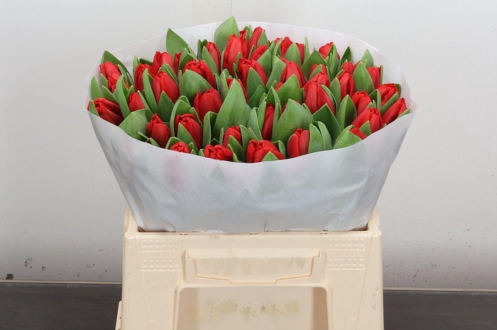 <h4>Tu En Escape</h4>