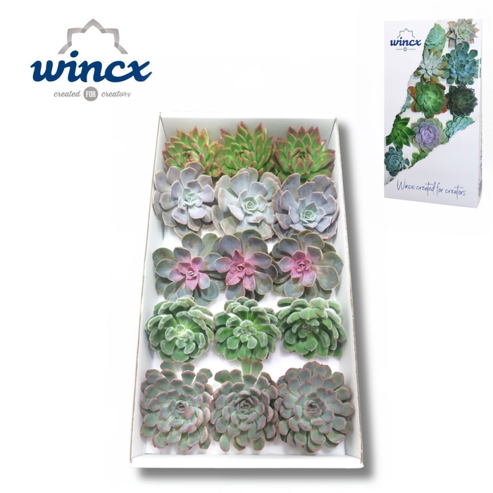 Wincx® - Season Mix Cutflower