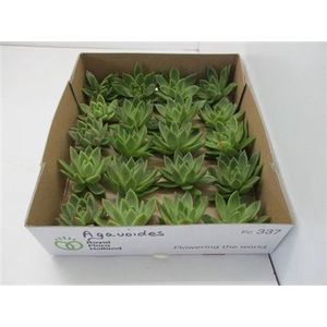 Echev Agavoides