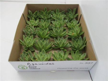 <h4>Echev Agavoides</h4>