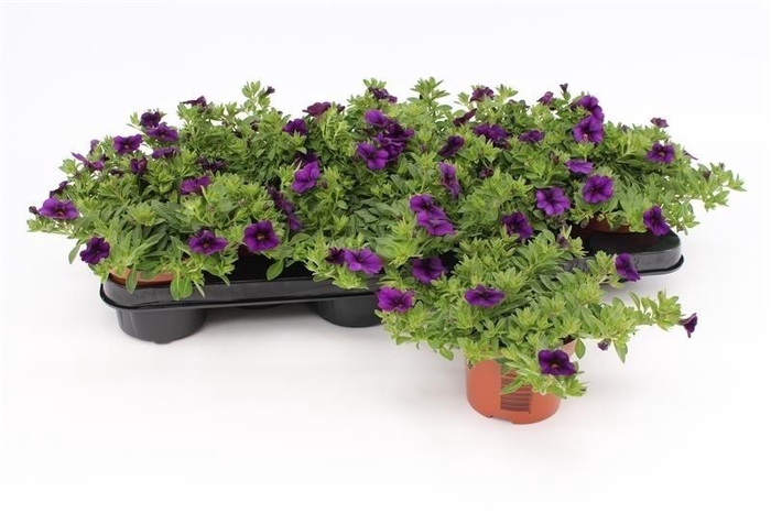 <h4>Calibrachoa Dark Blue</h4>