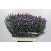 Aster Baby Blue