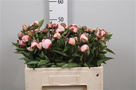 <h4>Paeo Gardenia</h4>