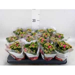 Kalanchoe blos. 'RosDon Nando'