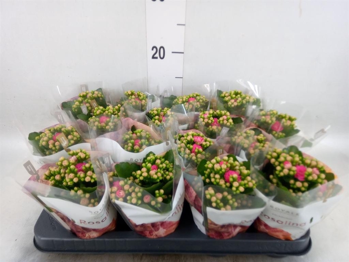 <h4>Kalanchoe blos. 'RosDon Nando'</h4>