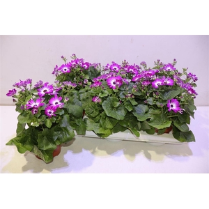 Peri C Man P Rose Ch