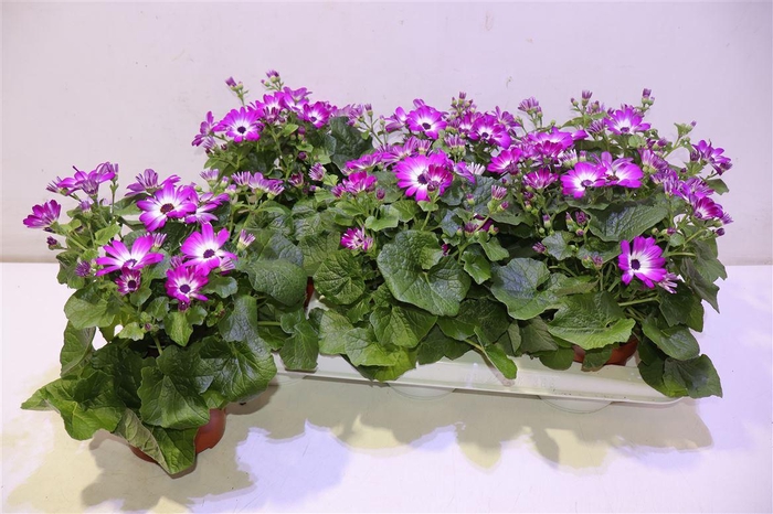 <h4>Peri C Man P Rose Ch</h4>