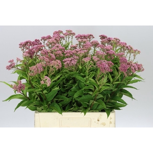 Eupatorium Purpureum