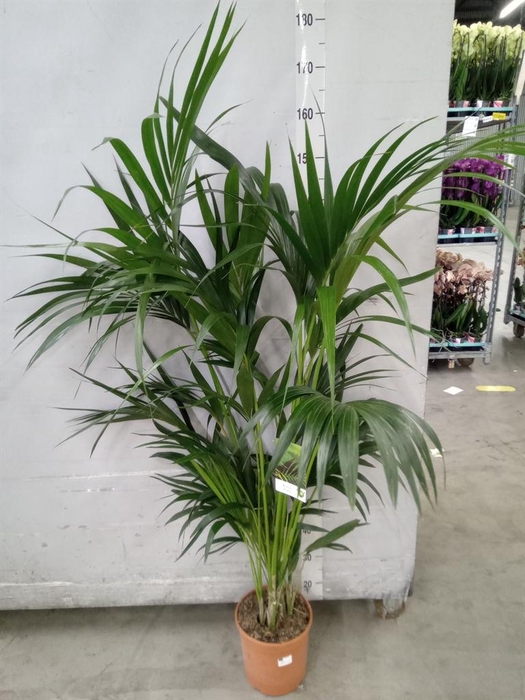 <h4>Howea forsteriana</h4>