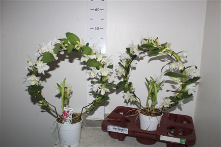 <h4>Dendr N Sc Apollon Bow 2 Branches</h4>