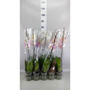 Phalaenopsis   ...mix  5