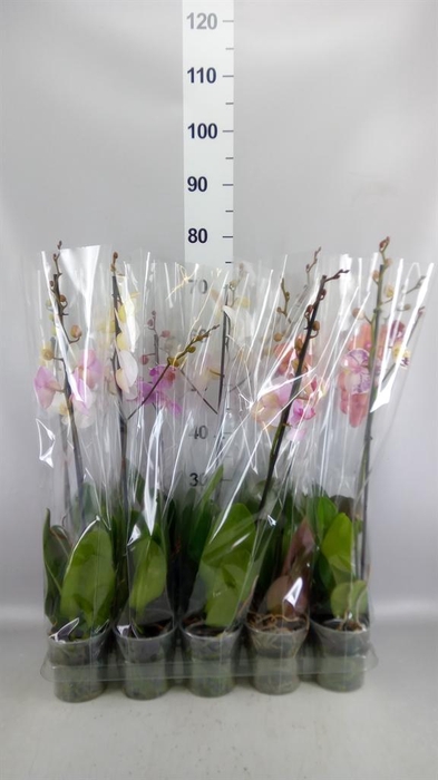 <h4>Phalaenopsis   ...mix  5</h4>