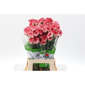 Dianthus st red/white