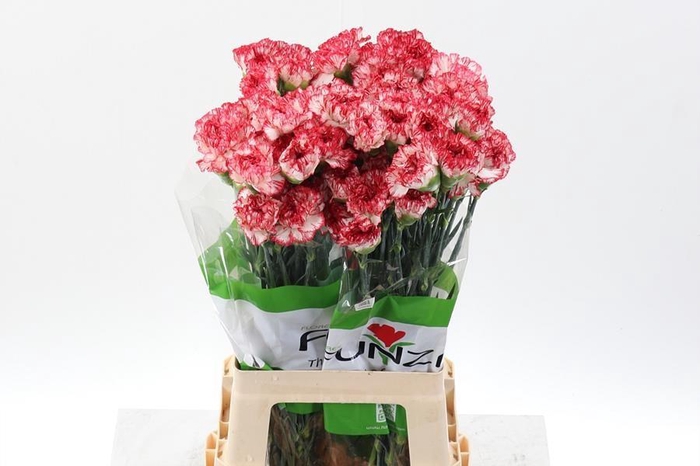 <h4>Dianthus st red/white</h4>