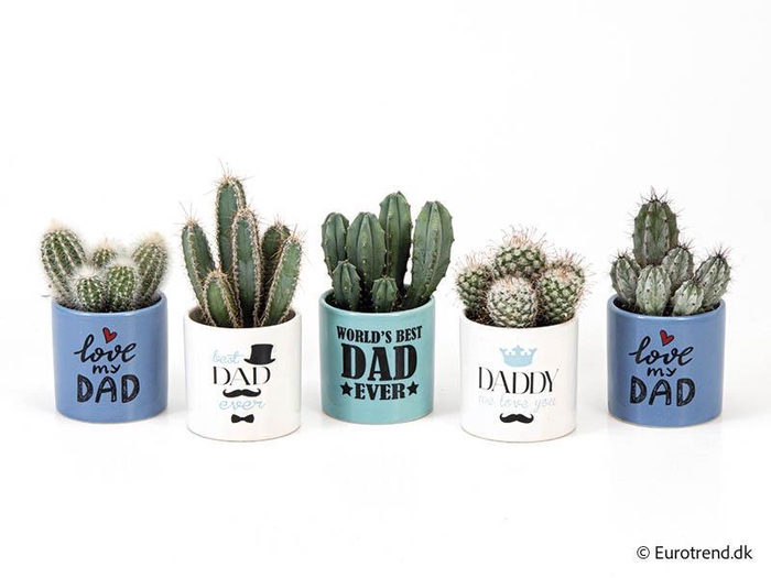 <h4>CACTUS MIX P6 E 3052</h4>