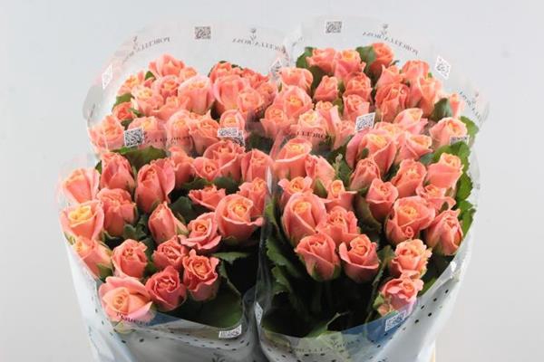 <h4>R Gr Miss Piggy+ L 60</h4>