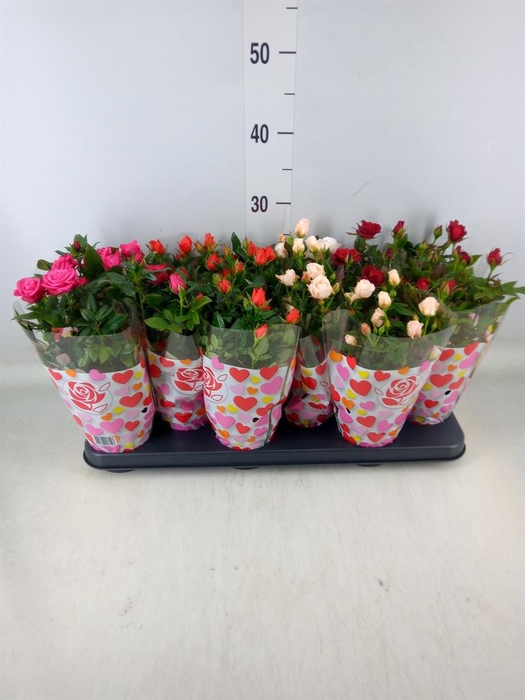 <h4>Rosa  'Star Roses'   ...mix</h4>