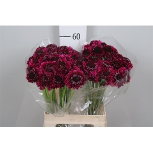 Scab At F D Purple Scoop