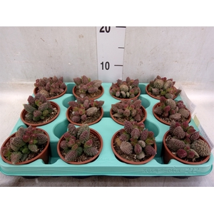 Adromischus cooperii