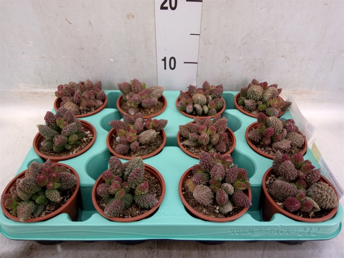 <h4>Adromischus cooperii</h4>