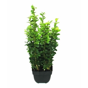 Buxus sempervirens