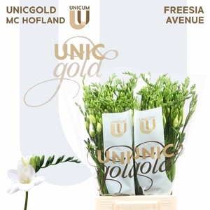 Freesia enk Avenue