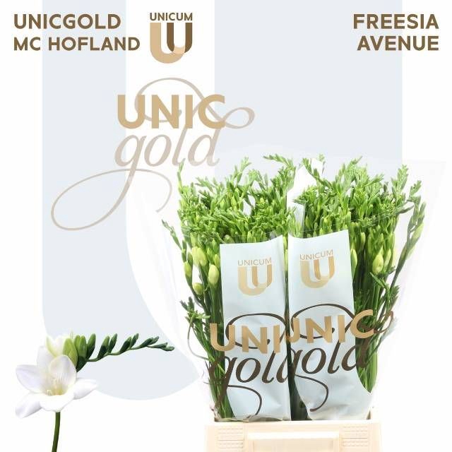 <h4>Freesia enk Avenue</h4>