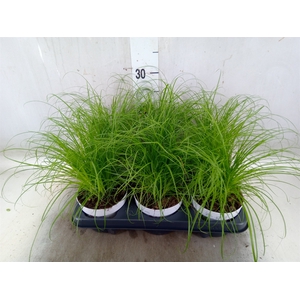 Cyperus alternifolius 'Zumula'