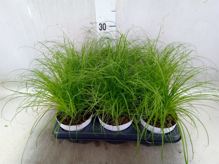 <h4>Cyperus alternifolius 'Zumula'</h4>