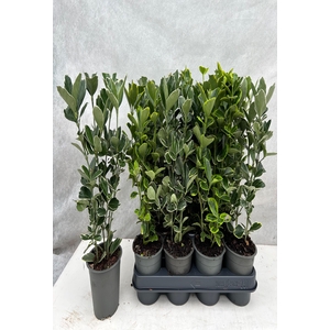 EUONYMUS JAP GEM