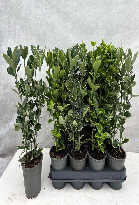 <h4>EUONYMUS JAP GEM</h4>